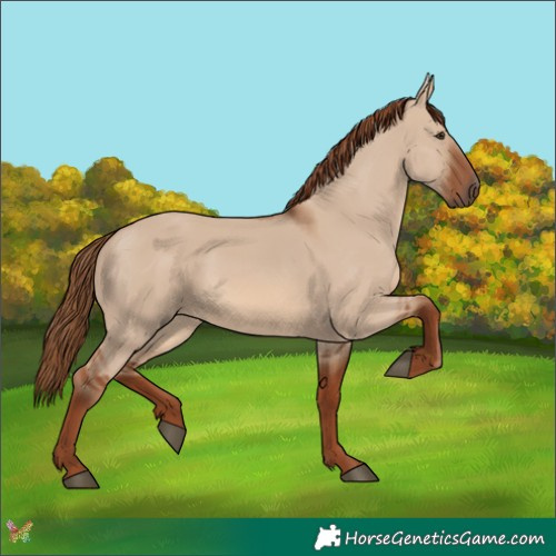 Horse Color:Red Dun 