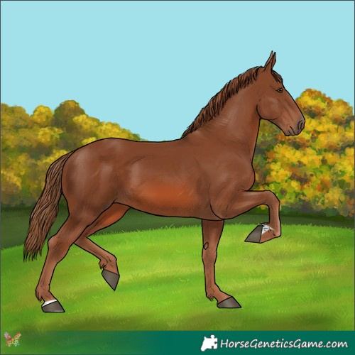 Horse Color:Chestnut 