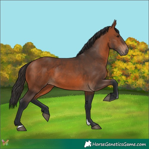 Horse Color:Bay 