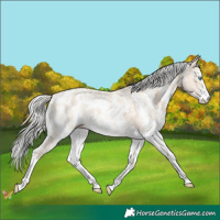Horse Color:Cremello Sabino  and Cremello Sabino 