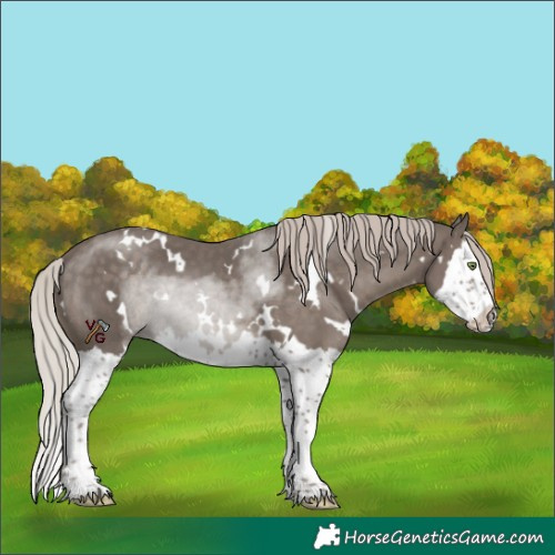 Horse Color:White Spotted Silver Black Splash 