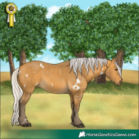 Horse Color:White Spotted Silver Buckskin 