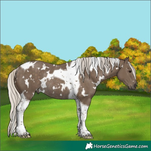Horse Color:White Spotted Silver Smoky Black Tobiano Rabicano 
