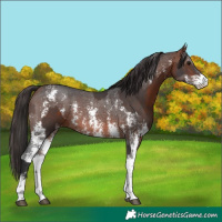 Horse Color:Brown Sabino  and Bay Sabino 