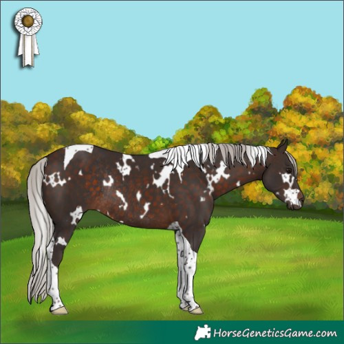 Horse Color:White Spotted Silver Brown Tobiano Rabicano 
