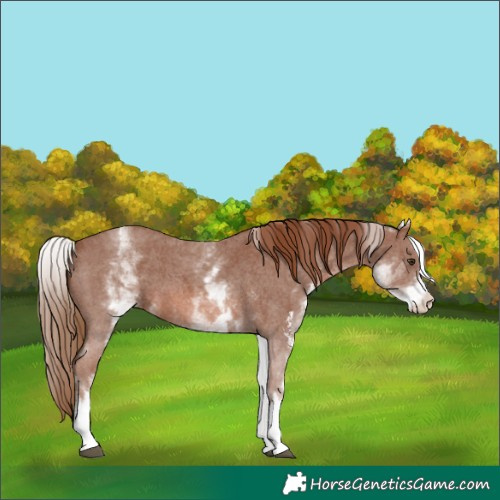 Horse Color:White Spotted Chestnut Sabino