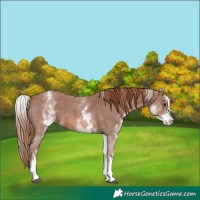 Horse Color:White Spotted Chestnut Sabino 