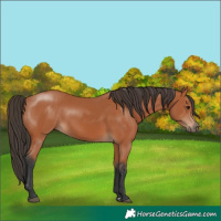 Horse Color:Bay 