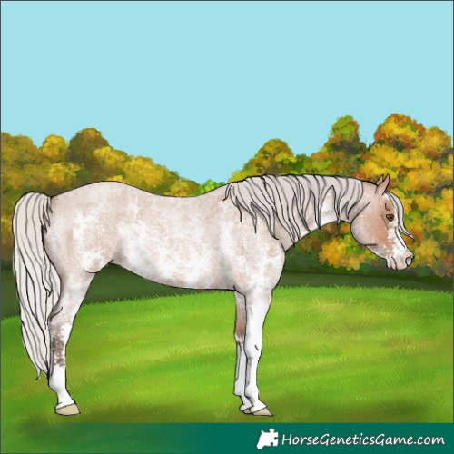 Horse Color:Silver Bay Roan Mushroom Sabino
