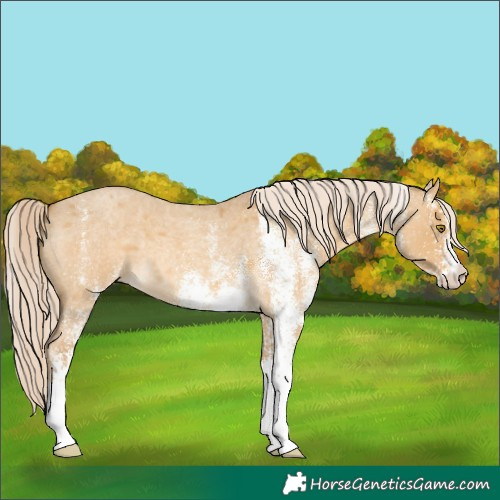 Horse Color:White Spotted Palomino Roan Dun Mushroom 