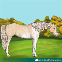Horse Color:White Spotted Palomino Roan Dun Mushroom 
