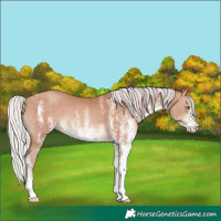 Horse Color:White Spotted Silver Amber Champagne 