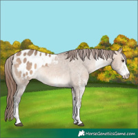 Horse Color:White Spotted Bay Dun Appaloosa 