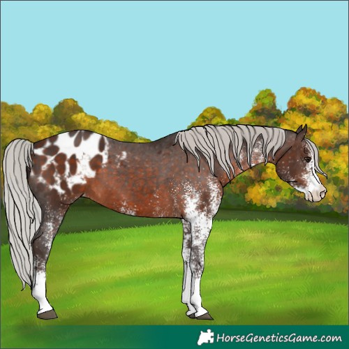 Horse Color:White Spotted Silver Brown Appaloosa 