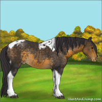 Horse Color:Buckskin Tobiano Appaloosa Rabicano