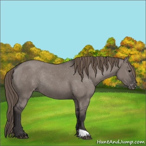 Horse Color:Smoky Grullo Appaloosa Rabicano 