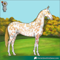 Horse Color:Chocolate Buckskin Pearl Near Leopard 