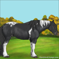 Horse Color:Black Tobiano Appaloosa Rabicano 