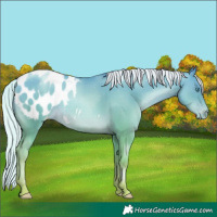 Horse Color:Silver Sable Cream Champagne Pearl Appaloosa