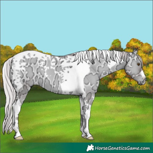 Horse Color:Chocolate Silver Grullo Chinchilla Ice Onyx Tobiano