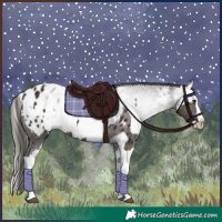 Horse Color:Liver Chestnut Sabino Splash Appaloosa and Gray Liver Chestnut Sabino Splash Appaloosa