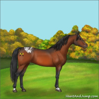 Horse Color:Bay Appaloosa  and Bay Appaloosa Rabicano 