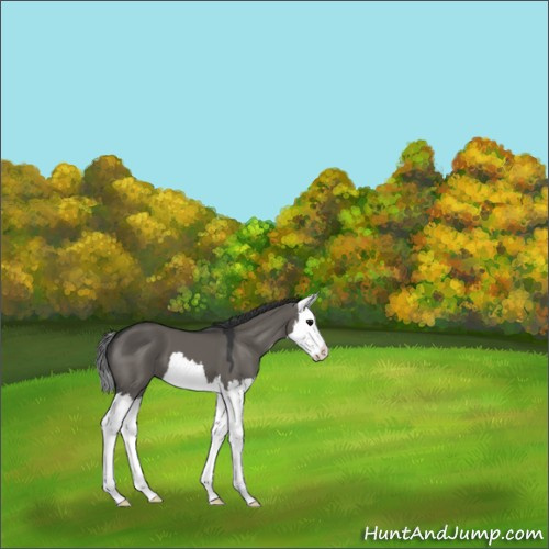 Horse Color:Grullo Splash 