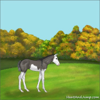 Horse Color:Grullo Splash 