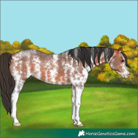 Horse Color:Bay Sabino 