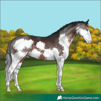 Horse Color:White Spotted Brown Splash