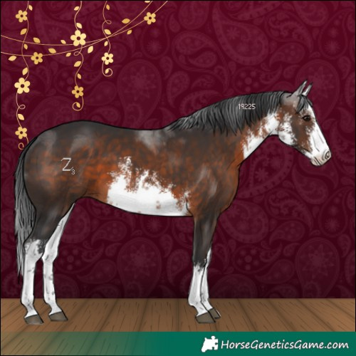 Horse Color:White Spotted Brown 