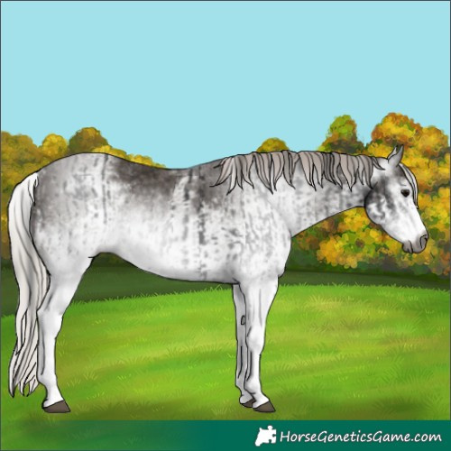 Horse Color:Gray White Spotted Black and Gray White Spotted Silver Black