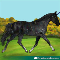 Horse Color:Midnight Black Sabino