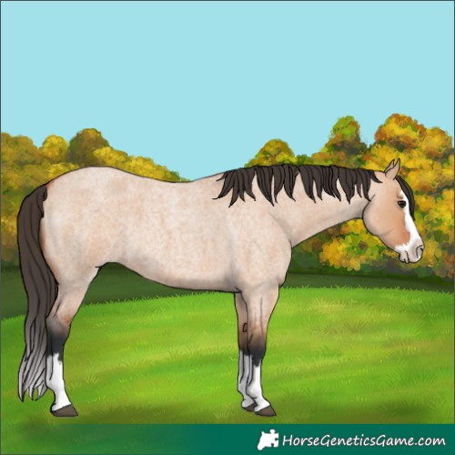 Horse Color:Bay Roan Dun Splash 