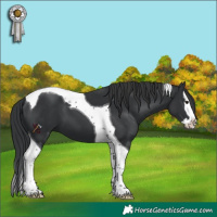 Horse Color:Black Splash Tobiano 