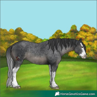 Horse Color:Black Splash