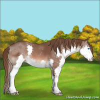 Horse Color:Liver Chestnut Splash 