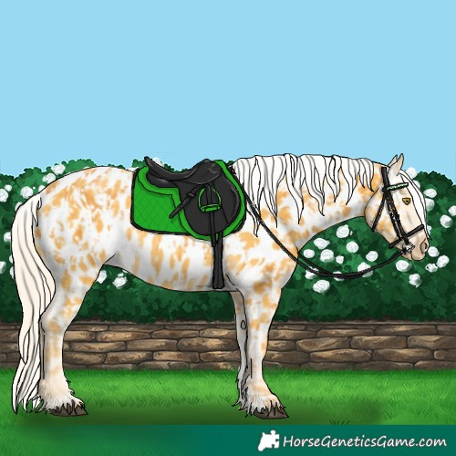 Horse Color:Unknown 