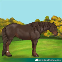 Horse Color:Liver Chestnut 
