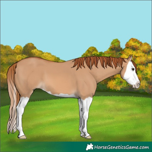 Horse Color:Red Dun Splash 