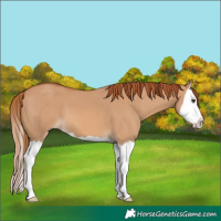 Horse Color:Red Dun Splash 