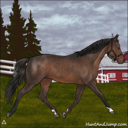 Horse Color:Liver Chestnut 