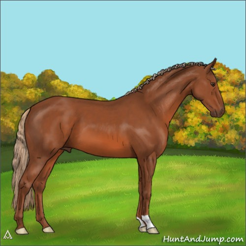 Horse Color:Chestnut 