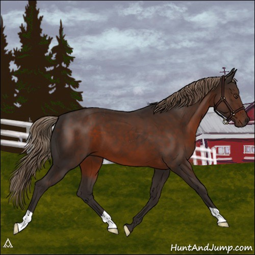 Horse Color:Liver Chestnut 