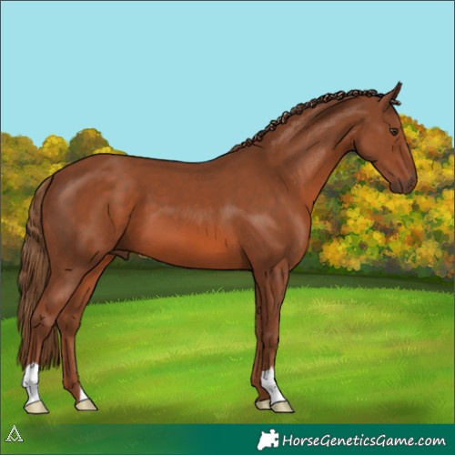 Horse Color:Chestnut 