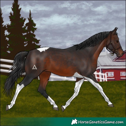 Horse Color:Brown Tobiano