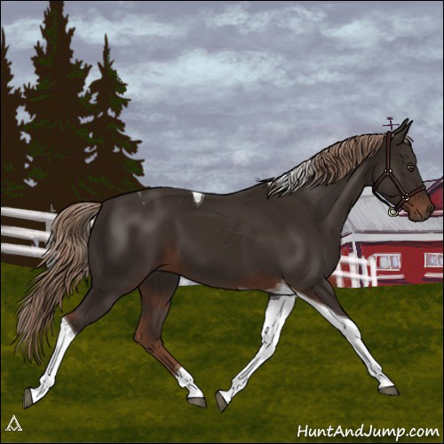 Horse Color:Liver Chestnut Tobiano