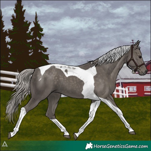 Horse Color:Silver Black Tobiano 