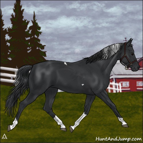 Horse Color:Black Tobiano 