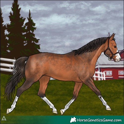 Horse Color:Bay 